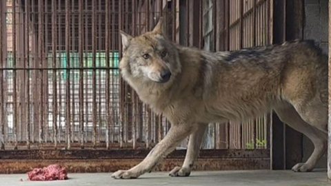 일본판 '늑구' 소동?...산책 중 탈출한 늑대개 18시간 만에 포획