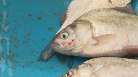 '오직 붕어만'…소양호 상류 붕어 떼죽음