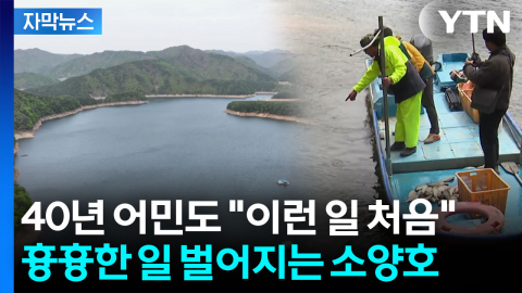 [자막뉴스] 40년 어민도 "이런 일 처음"...소양호 상류 3주째 이상 현상