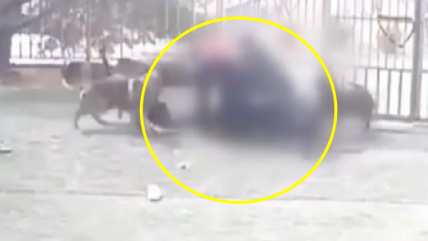 애견카페서 맹견 4마리가 떼로 공격…"2주째 걷지도 못해"