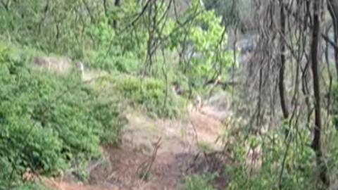 \'농장 탈출\' 사슴 5마리 발견…인근 야산 집중 수색