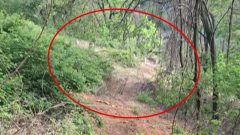 \'농장 탈출\' 사슴 5마리 발견…인근 야산 집중 수색