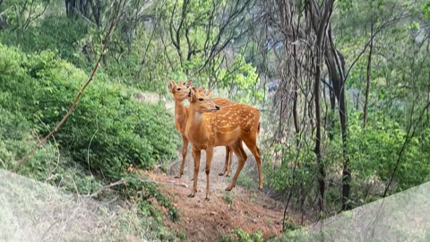 \'농장 탈출\' 사슴 7마리 추적…다시 묘연한 행방