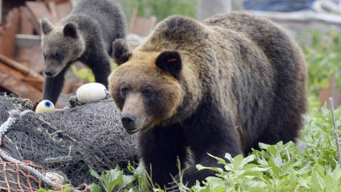 겨울잠 깬 곰이 日 경찰 습격…피해 추정 시신까지 발견돼