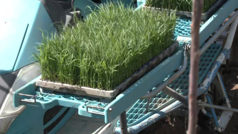 고유가 속 첫 모내기…"생산원가 크게 오를 듯"