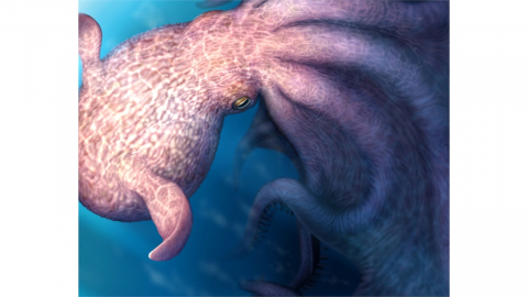 전설의 괴물 '크라켄' 실존?...19m 거대 문어 화석 발견