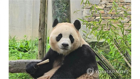 중, 트럼프 방중 앞두고 '판다 외교' 재개...2마리 미국행