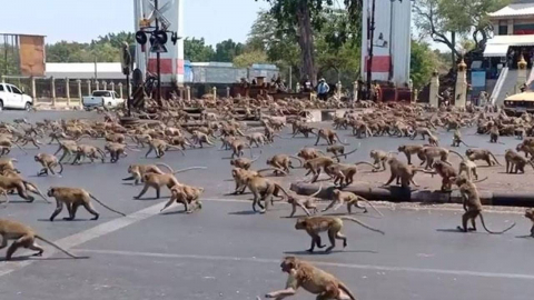 호르무즈 향하던 미 해군 병사, 태국서 원숭이 공격으로 이탈