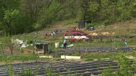 탈출 사슴 7마리 포획 실패…"마취총 사용 불가피"