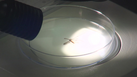 AI가 모기 종류까지 '척척'…실시간 감시 시대 열려