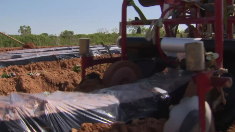 이란 전쟁에 '멀칭 필름'값 인상… 밭에서도 '한숨'