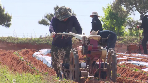 나프타 가격 상승에 멀칭 필름값↑…농번기 농촌 '울상'