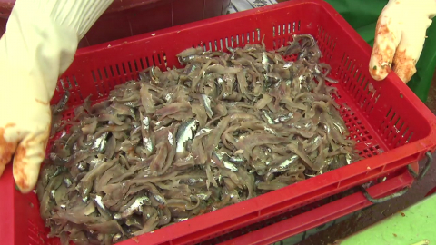 제철 맞은 '봄 멸치' 인기…명소마다 상춘객 '북적'