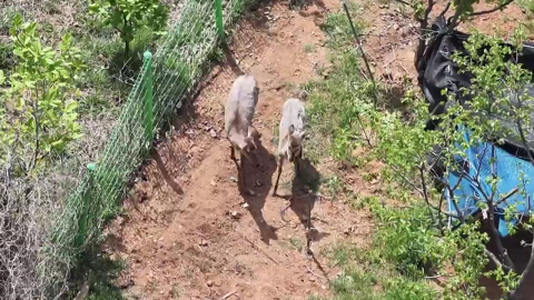 '탈출 사슴' 5일째 행방 묘연…수색 작업 언제까지?