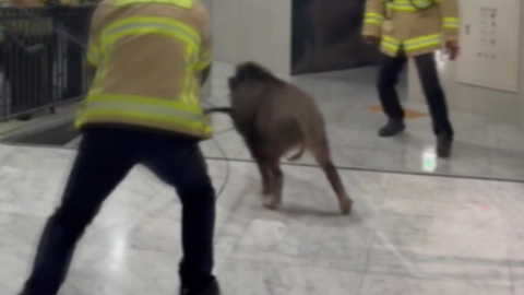 아파트 출몰 멧돼지에 \'화들짝\'…이화여대서도 목격 신고