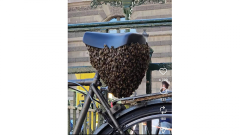 파리 도심 자전거 안장에 '1만 마리 벌떼' 소동