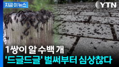유충 집단 발견...벌써 시작된 \'러브버그\' 올해는 더 끔찍 조짐 [지금이뉴스]