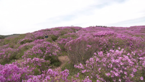 진분홍빛 물결…황매산 철쭉, 상춘객 '유혹'