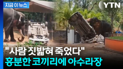 자동차 구겨서 날리고 사람 짓밟혀...광란의 코끼리에 참변 [지금이뉴스]