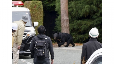 곰에 물리고 퇴치 스프레이에 쏘이고...일본 열도 '곰 공포' 몸살