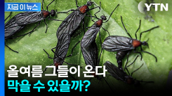 \'러브버그 재앙\' 막을 수 있을까...서울시, 전면전 선언 [지금이뉴스]