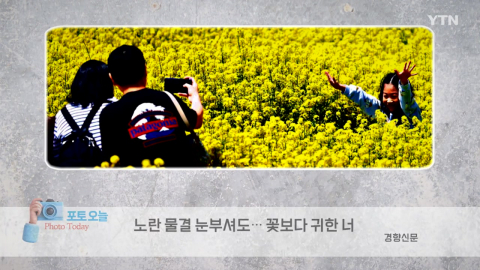[포토오늘] 노란 물결 눈부셔도... 꽃보다 귀한 너 