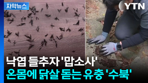 [자막뉴스] 러브버그 대발생 예상 시점 보니...유충도 심상찮은 기류