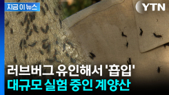 1㎡당 300마리 \'우글우글\'...몸살 앓던 계양산의 \'거대 실험\' [지금이뉴스]