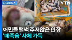 \'치명적 수준\' 검출...공포의 집단폐사 벌어진 소양호 바닥서 검출된 건 [지금이뉴스]