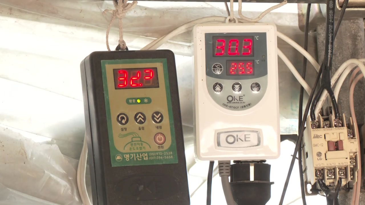 '5월의 불볕더위'..."딸기 하우스 내부 온도 40℃ 육박"