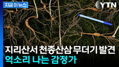\'지리산 로또\' 100년근 천종산삼 발견...억소리 나는 감정가 [지금이뉴스]