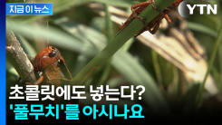 이걸 먹을 수 있다고?...\'풀무치\'를 아시나요 [지금이뉴스]