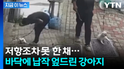 힘없이 끌려가던 강아지...학대 의혹 영상에 \'공분\' [지금이뉴스]