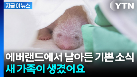 에버랜드에서 날아온 기쁜 소식…푸바오 동생 태어났다 [지금이뉴스]