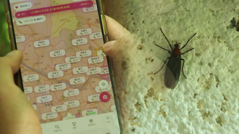러브버그 내일 '절정'…온라인에선 출몰 지도도 등장
