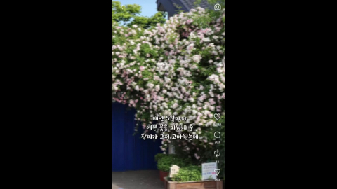 사진 명소 장미 무단으로 '싹둑'…경찰, 출석 통보