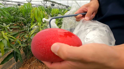 망고 열매 하나하나에 빛 반사판…맛도 빛깔도 잡는다