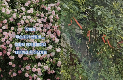 수원 명물 '파란대문 장미' 꺾어 훔쳐간 60대..."꺾꽂이 하려고"
