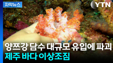 [자막뉴스] 녹아내리고 주저앉았다...제주도 속 천연기념물 '집단 붕괴'