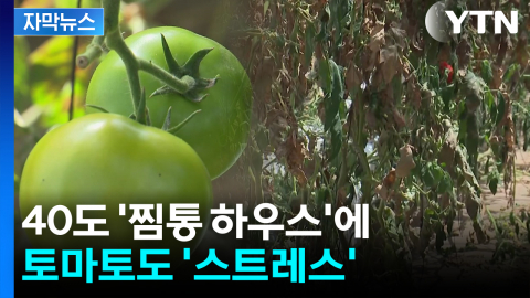 '듬성듬성' 스트레스 받은 토마토...찜통 비닐하우스에 '속수무책' [자막뉴스]