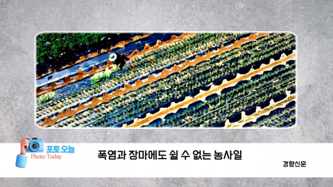 [포토오늘] 폭염과 장마에도 쉴 수 없는 농사일 