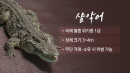 여주 50㎝ 악어, 알고 보니 '국제 멸종위기종' [앵커리포트]