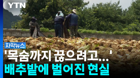 "수수료도 안 나온다"...썩어가는 배추에 농민들 '울컥' [자막뉴스]