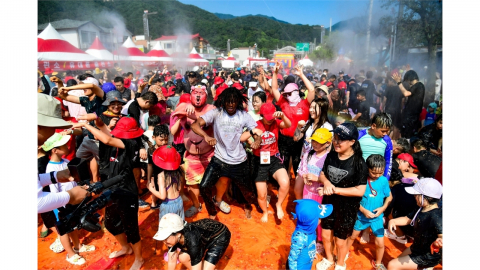 "토마토 속 금반지 36돈 찾아라"...화천 토마토 축제 31일 개막