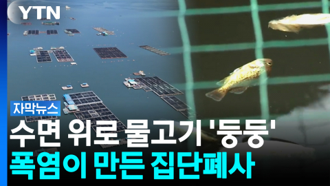 끓는 물 속 '매운탕' 된 바다...물고기 수십만 마리 '비명' [자막뉴스]