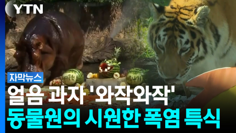 폭염에 축 늘어진 동물들...사육사 총출동한 '특별 얼음 처방' [자막뉴스]
