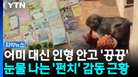 [자막뉴스] 세계를 울린 아기 원숭이 '펀치'...감동적인 근황