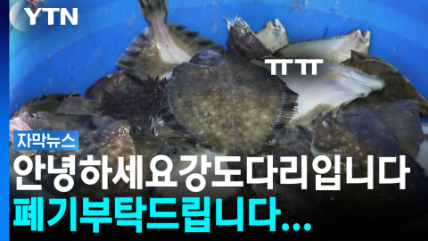 "여름 횟감 다 버린다" 눈물...절반도 못 건진 양식장 [자막뉴스]