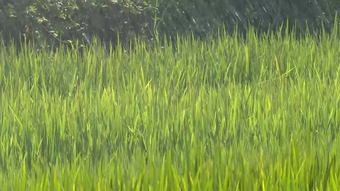 생기 되찾은 논…바짝 마른 농경지에 소방차 급수