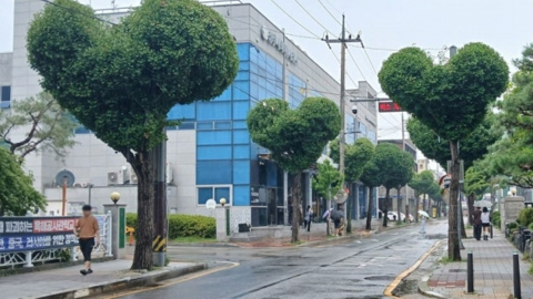 "나무가 불쌍, 기괴해"…청주시 \'하트나무 가로수길\'에 엇갈린 반응